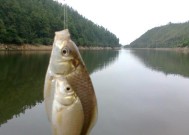 野外鲫鱼钓鱼技巧（掌握钓鲫鱼的诀窍）