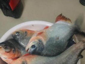 如何提高白鲳鱼钓鱼的成功率？掌握哪些技巧可以钓到更多白鲳鱼？