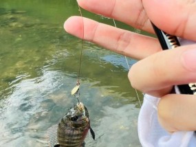 长竿定点钓鱼技巧——钓鱼高手的秘密武器（提高钓鱼成功率的关键技巧）