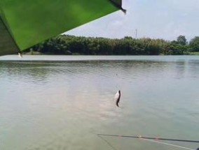 如何掌握钓鱼蹭窝子的技巧？蹭窝子钓鱼有哪些常见问题？