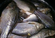 冬天野钓找鱼最佳方法和技巧是什么？如何提高冬季钓鱼的成功率？