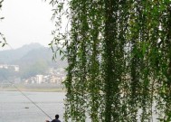 春天水域枯草钓鱼技巧（掌握这一技巧，提升你的垂钓成功率！）