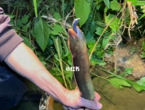野外小河钓鱼技巧（提高钓鱼成功率的实用技巧）