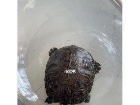 巴西龟钓鱼技巧有哪些？如何提高钓巴西龟的成功率？