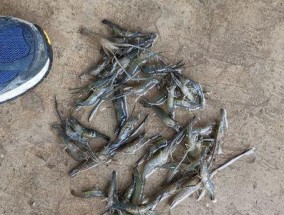 半成品河虾钓鱼技巧是什么？如何提高钓鱼成功率？