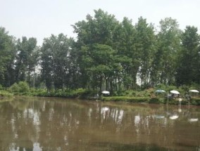 黑坑钓鱼停口技巧（掌握停诀）