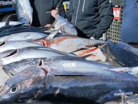 船钓海钓沉底钓鱼技巧有哪些？如何提高钓鱼成功率？