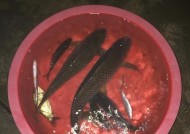 冬夜钩钓鱼技巧大揭秘（冬夜钓鱼）