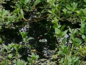 春天水草钓鱼的方法与技巧（探寻水草中的丰鱼乐园）