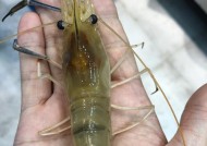 野钓大虾小技巧（解锁捕捞大虾的秘诀）
