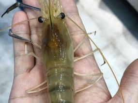 野钓大虾小技巧（解锁捕捞大虾的秘诀）