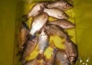 冬天沙坑钓鱼钓法技巧有哪些？如何提高冬季沙坑钓鱼的成功率？