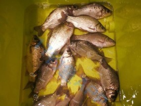 冬天沙坑钓鱼钓法技巧有哪些？如何提高冬季沙坑钓鱼的成功率？