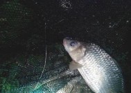 冬天夜钓的十大绝密技巧有哪些呢？如何提高冬季夜钓的成功率？