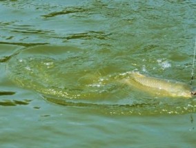 野钓黑沟水库鲤鱼技巧（探索钓鱼乐趣）
