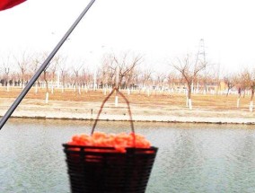 如何制作最佳钓鱼打窝配方？哪些技巧能提高钓鱼成功率？