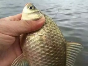 如何通过浮子判断鱼儿上钩？钓鱼看浮子技巧小教学有哪些？