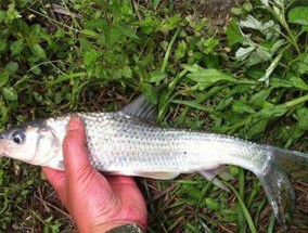 浮钓双钩红虫饵的技巧与方法（掌握这一关键，提高钓鱼成功率）