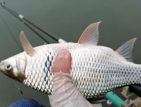 船钓手把线调漂技巧教程？如何快速掌握调漂方法？