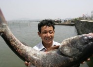 海竿野河流水钓鲢鳙技巧有哪些？如何提高钓鲢鳙的成功率？