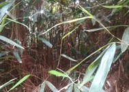短竹条钓鱼技巧教学？如何提高钓鱼成功率？