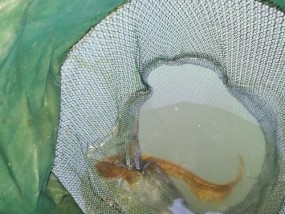 浮水小胖子钓鲶鱼的技巧与方法（轻松捕获巨型鲶鱼）