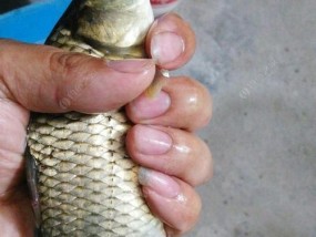 钓鱼技巧大揭秘（掌握这些技巧，让你捕获上层鱼如探囊取物）