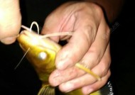 端午节夜钓技巧有哪些？如何提高夜钓成功率？