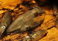 船钓墨鱼的技巧教学？如何提高钓获率？