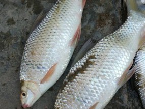提高成功率的饵盒钓鱼技巧（掌握关键诀窍）