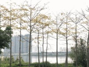 寒溪河钓鱼技巧和方法有哪些？如何提高钓鱼成功率？