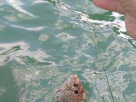 小河流急流钓鱼技巧（掌握关键技巧）