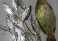 冬季夜钓野河鲤鱼的技巧（挑战极寒）