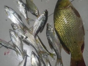 冬季夜钓野河鲤鱼的技巧（挑战极寒）