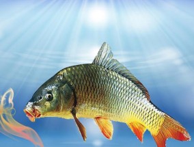 钓鱼时鱼饵是否需要触地？地面鱼饵的正确使用方法是什么？