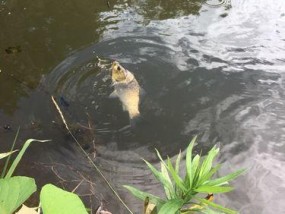 夏季阴天海竿钓鱼技巧（海钓技巧分享）