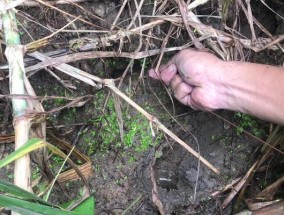 野钓技巧大揭秘（以钓黄鳝找石头洞，让你大获全胜！）
