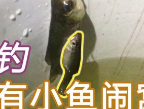 如何有效防止小鱼闹窝？掌握这些钓鱼技巧！