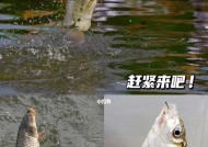 钓鱼技巧：鱼是如何寻找食物的？有效方法有哪些？