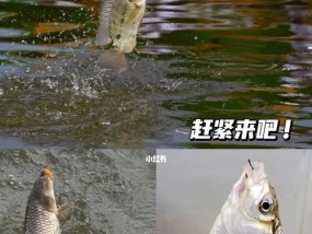 钓鱼技巧：鱼是如何寻找食物的？有效方法有哪些？