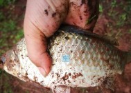 冬天阴天野钓鲫鱼时应该注意哪些技巧？如何提高钓鱼成功率？