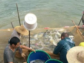 海南海边钓鱼方法与技巧有哪些？如何提高钓鱼成功率？