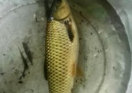 冬天野钓草鱼有哪些技巧？如何提高钓获率？