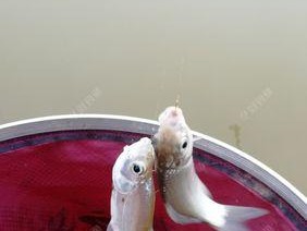 小连杆钓鱼技巧（掌握关键要点）