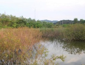 攻克障碍区钓鱼的最佳方法与技巧（探索钓鱼的绝佳技巧）