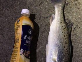抛竿钓海鲈技巧（钓海鲈须知）