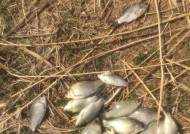小溪野钓技巧——底钓还是浮钓更佳（探索小溪钓鱼的最佳技巧）