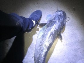 岸边钓巨大鲶鱼技巧有哪些？如何提高钓到大鲶鱼的几率？