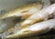 船钓草鱼的最佳方法和技巧是什么？如何提高钓草鱼的成功率？