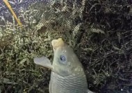冬天夜里野钓鲫鱼技巧有哪些？如何提高钓鲫鱼的成功率？